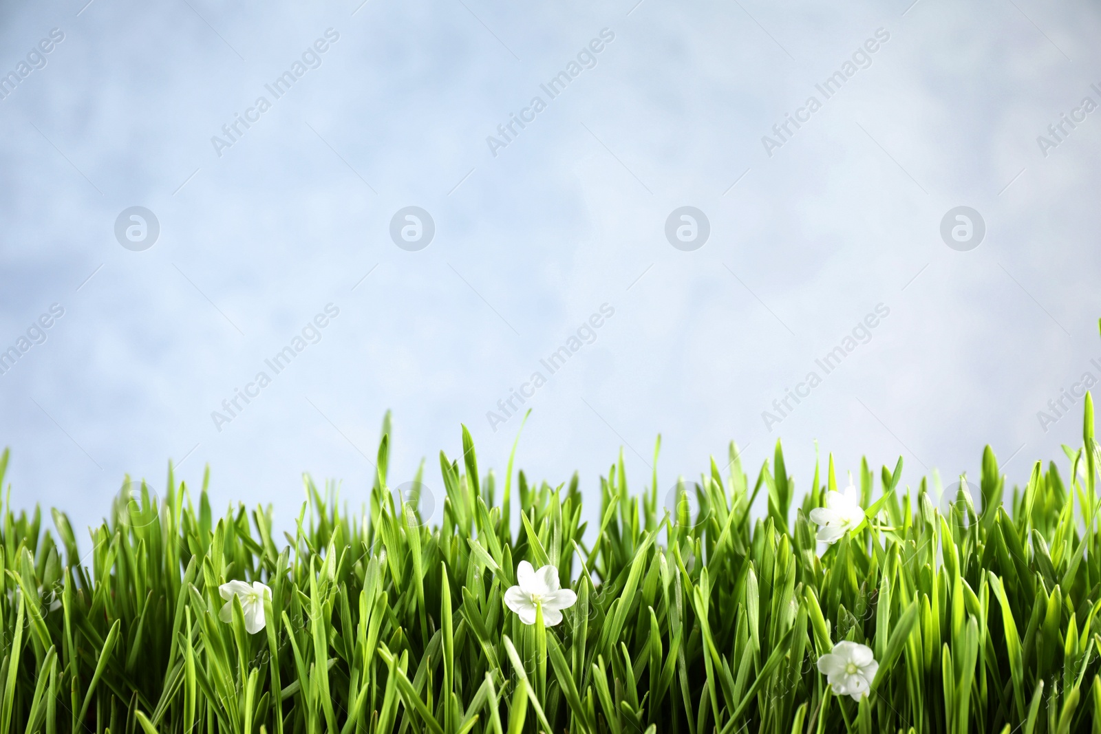 Photo of Fresh green grass and white flowers on light background, space for text. Spring season