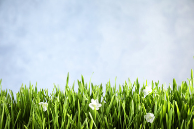 Photo of Fresh green grass and white flowers on light background, space for text. Spring season