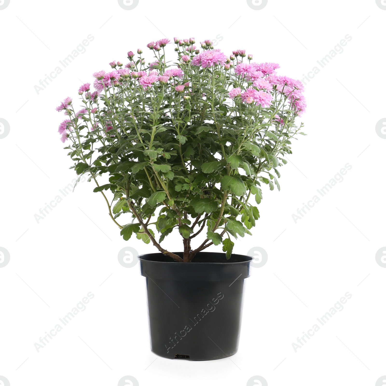 Photo of Pot with beautiful colorful chrysanthemum flowers on white background