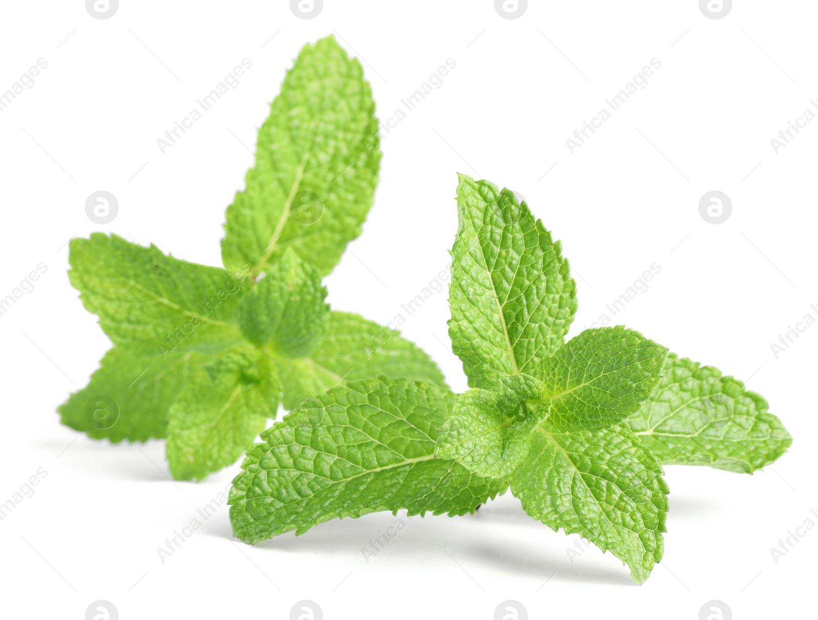 Photo of Fresh mint plant with green leaves isolated on white