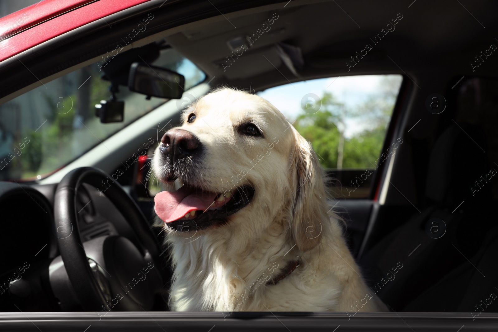 Photo of Adorable Golden Retriever dog on driver seat of car outdoors