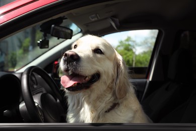 Photo of Adorable Golden Retriever dog on driver seat of car outdoors