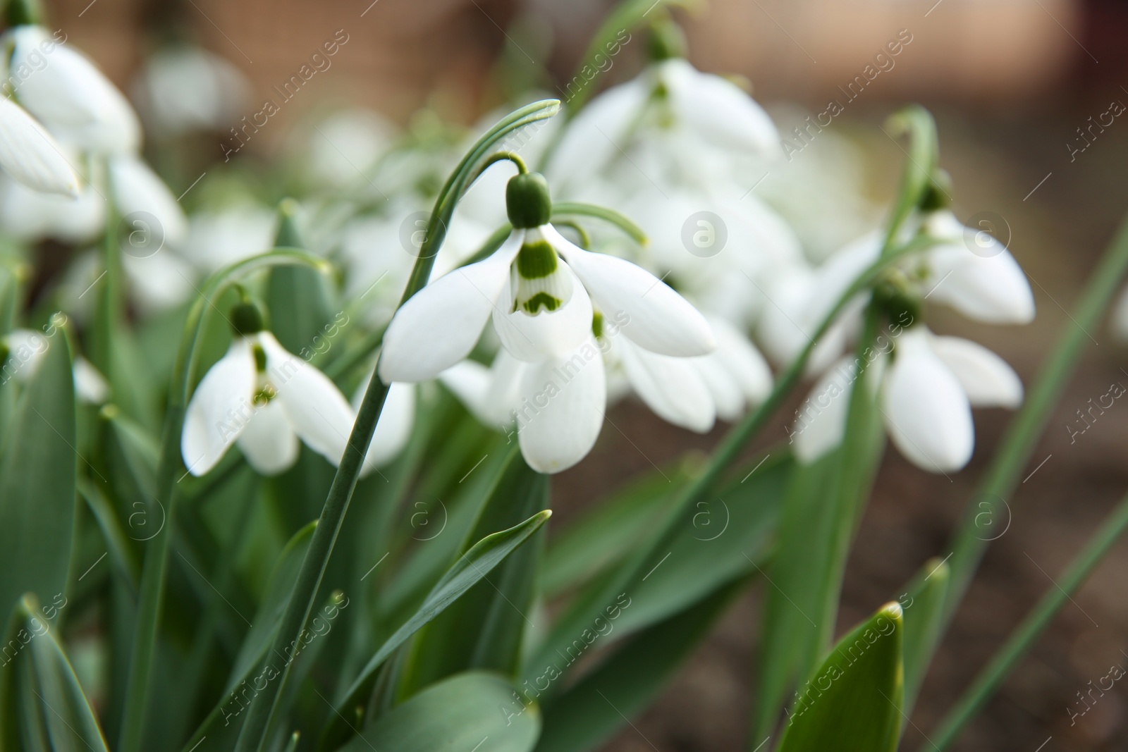 Photo of Beautiful snowdrops growing in garden, closeup. Spring flowers