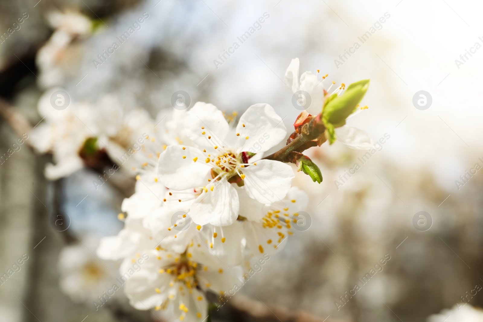 Photo of Beautiful apricot tree branch with tiny tender flowers outdoors, closeup. Awesome spring blossom