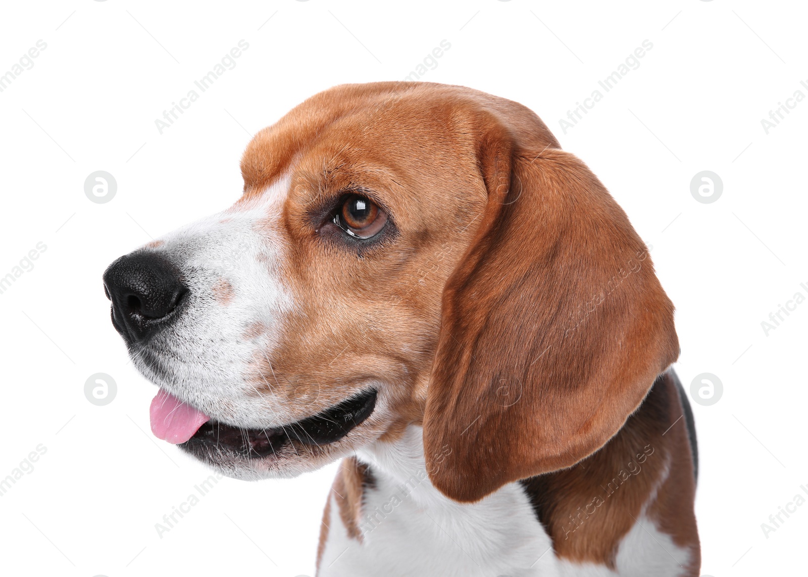 Photo of Beautiful beagle dog on white background. Adorable pet