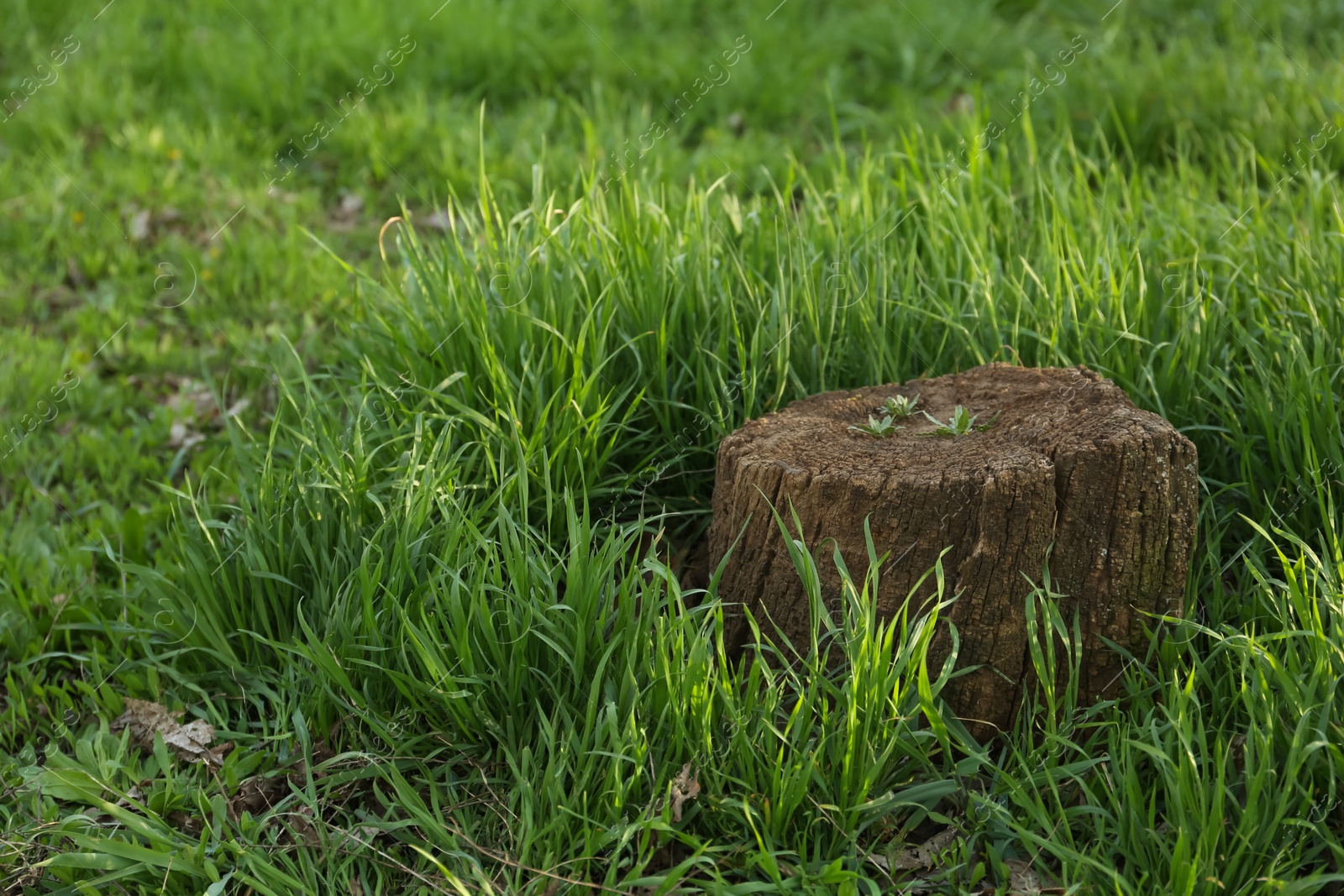 Photo of Beautiful view of lawn with tree stump and green grass