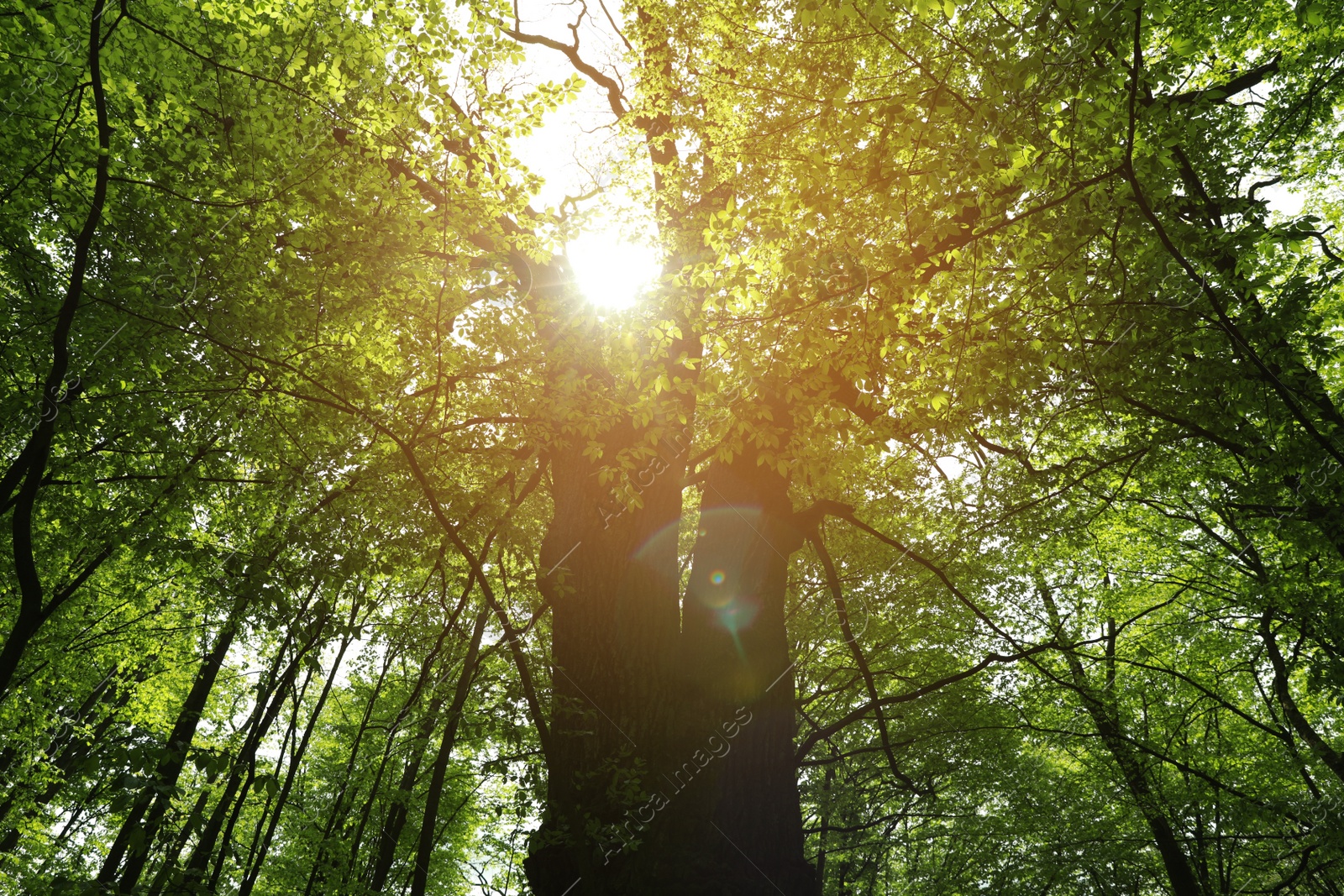 Photo of Beautiful tall tree with green leaves in park, low angle view