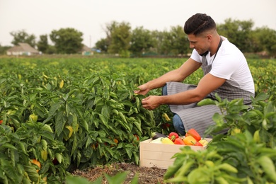 Photo of Farmer taking vegetables from bush in field. Harvesting time