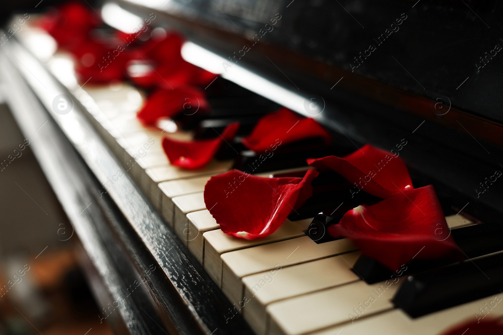 Photo of Many red rose petals on piano keys, closeup. Space for text