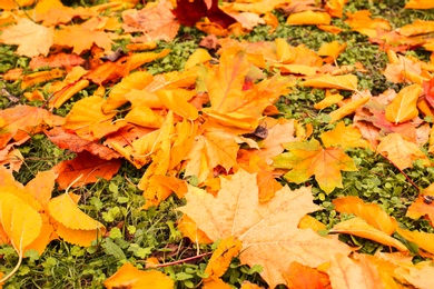 Photo of Colorful autumn leaves on green lawn in park, closeup