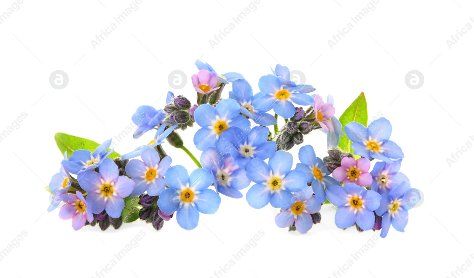 Photo of Amazing spring forget-me-not flowers on white background