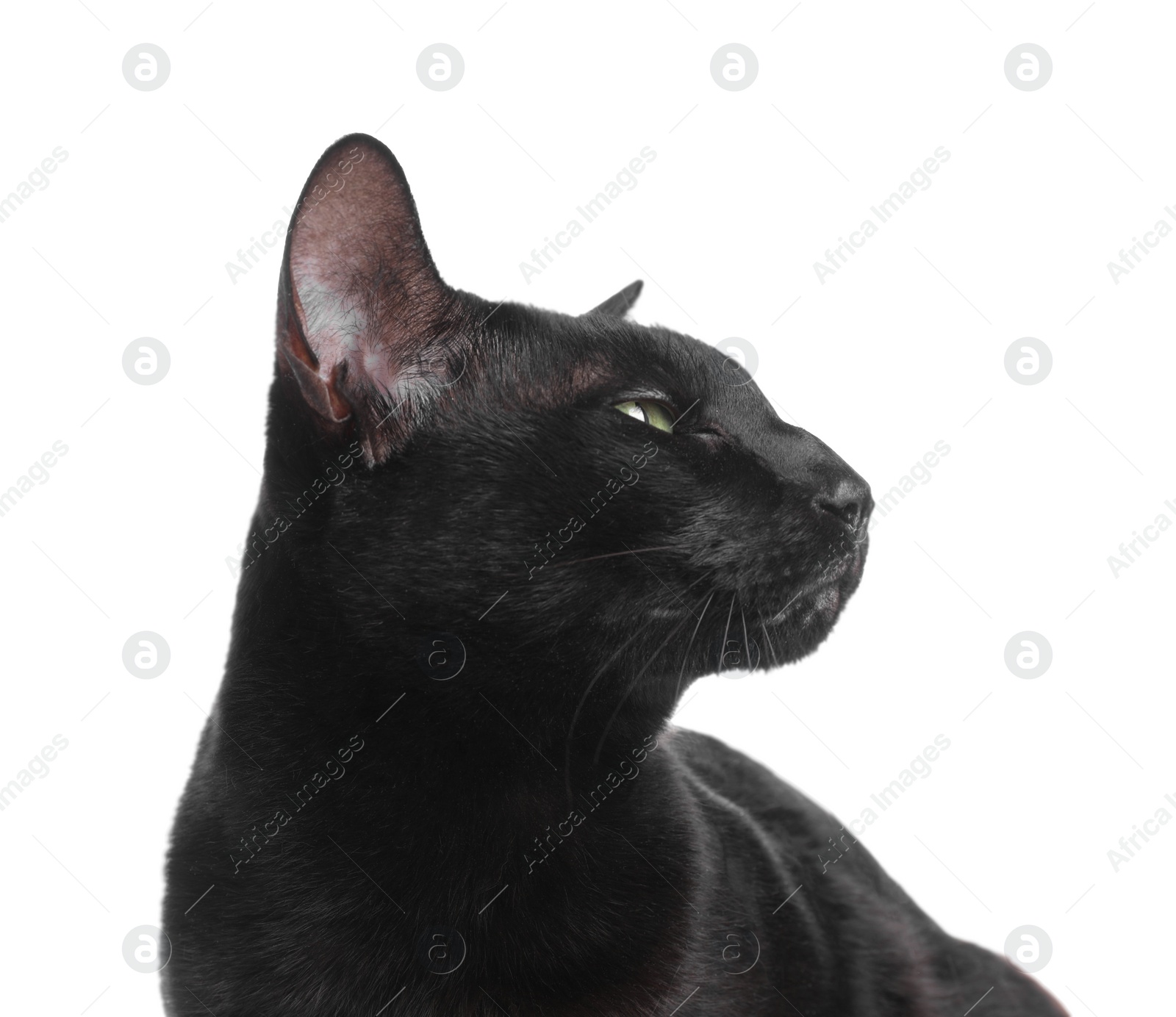 Photo of Adorable black cat with green eyes on white background. Lovely pet