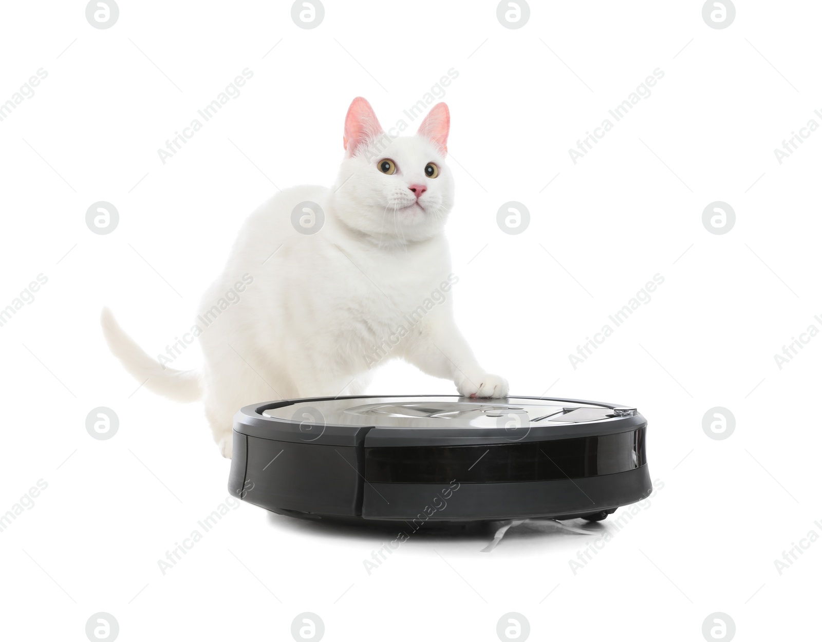 Photo of Modern robotic vacuum cleaner and cute cat on white background