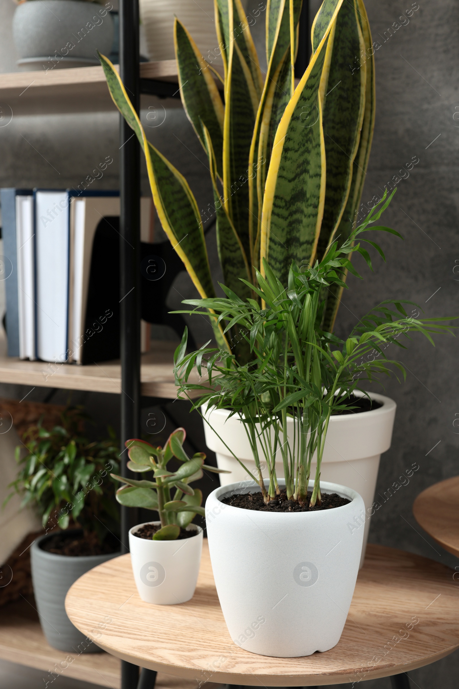 Photo of Beautiful house plants on wooden table indoors. Home design idea