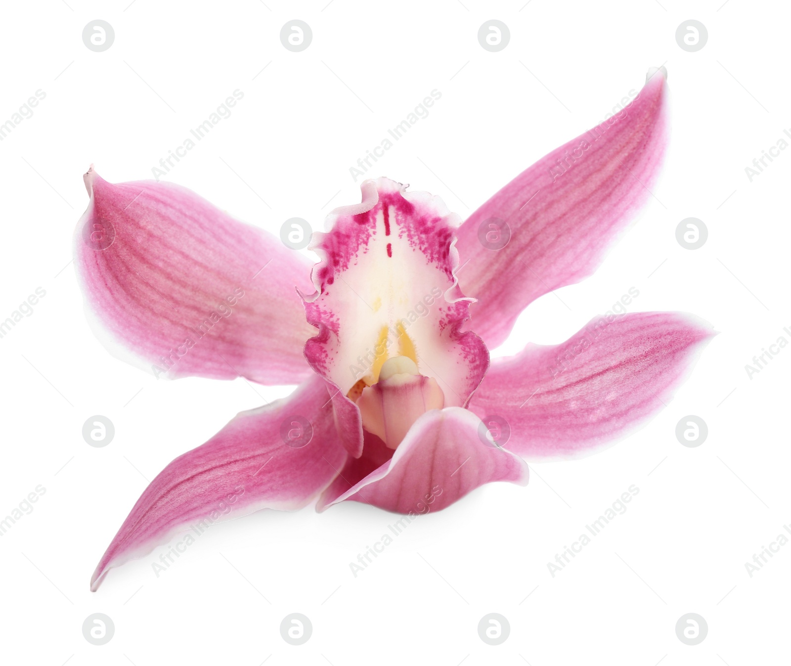 Photo of Beautiful tropical orchid flower on white background