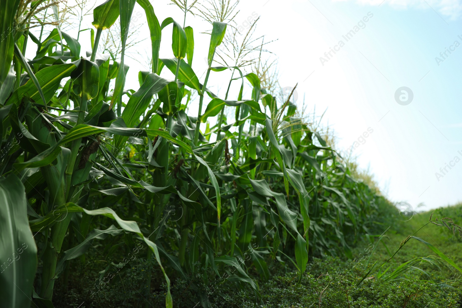 Photo of Beautiful view of corn field against blue sky