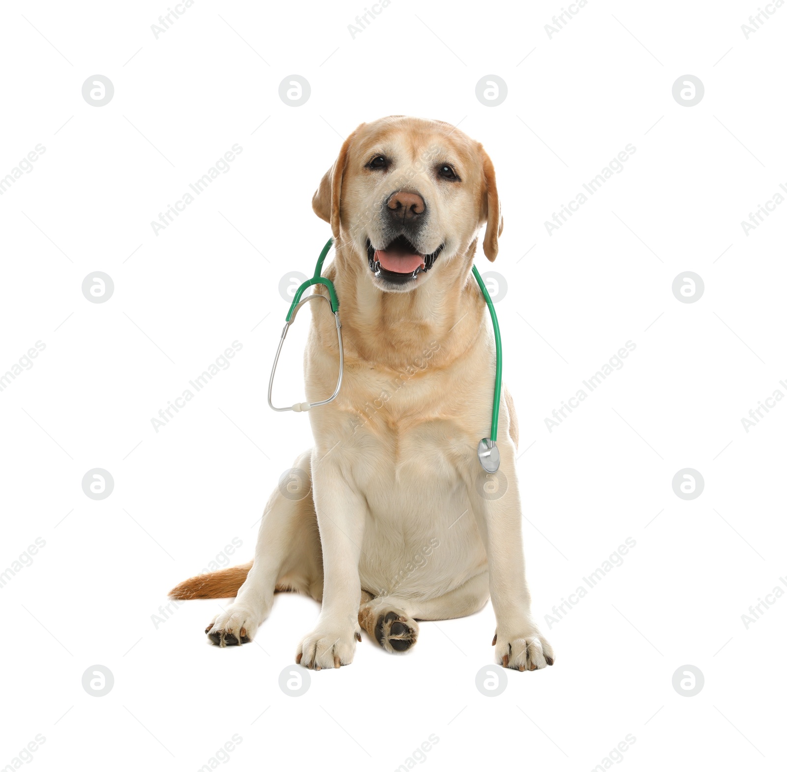 Photo of Cute Labrador dog with stethoscope as veterinarian on white background