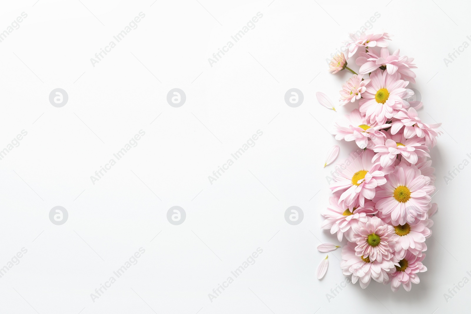 Photo of Beautiful chamomile flowers on white background, flat lay with space for text