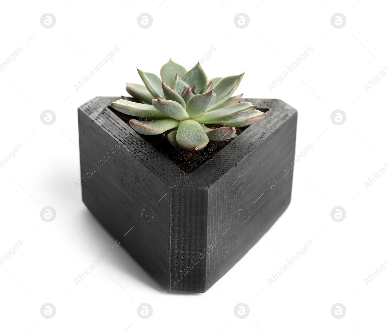 Photo of Beautiful succulent plant in stylish flowerpot isolated on white. Home decor