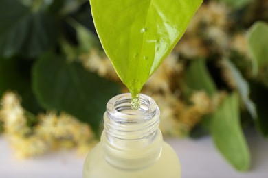 Photo of Essential oil dripping from green leaf into bottle, closeup