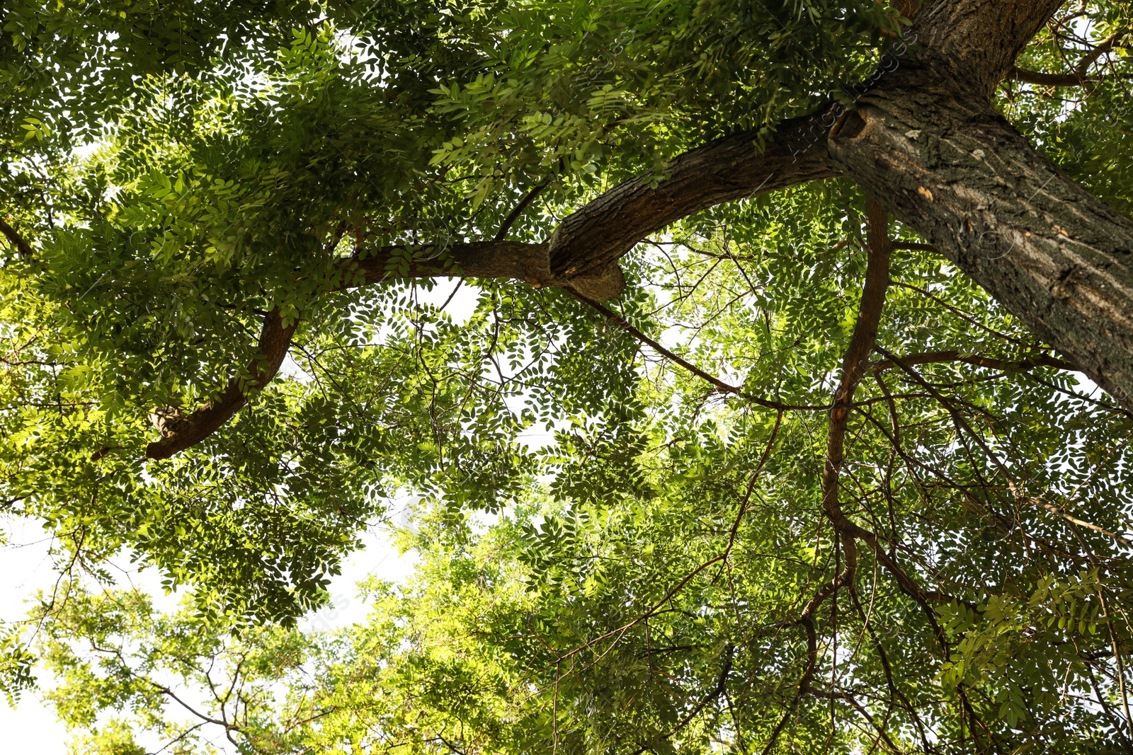 Photo of Beautiful tree branches with green leaves outdoors, view from below