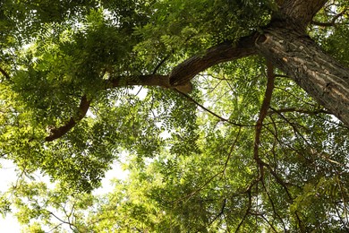 Beautiful tree branches with green leaves outdoors, view from below