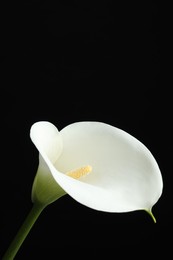 Photo of Beautiful calla lily flower on black background