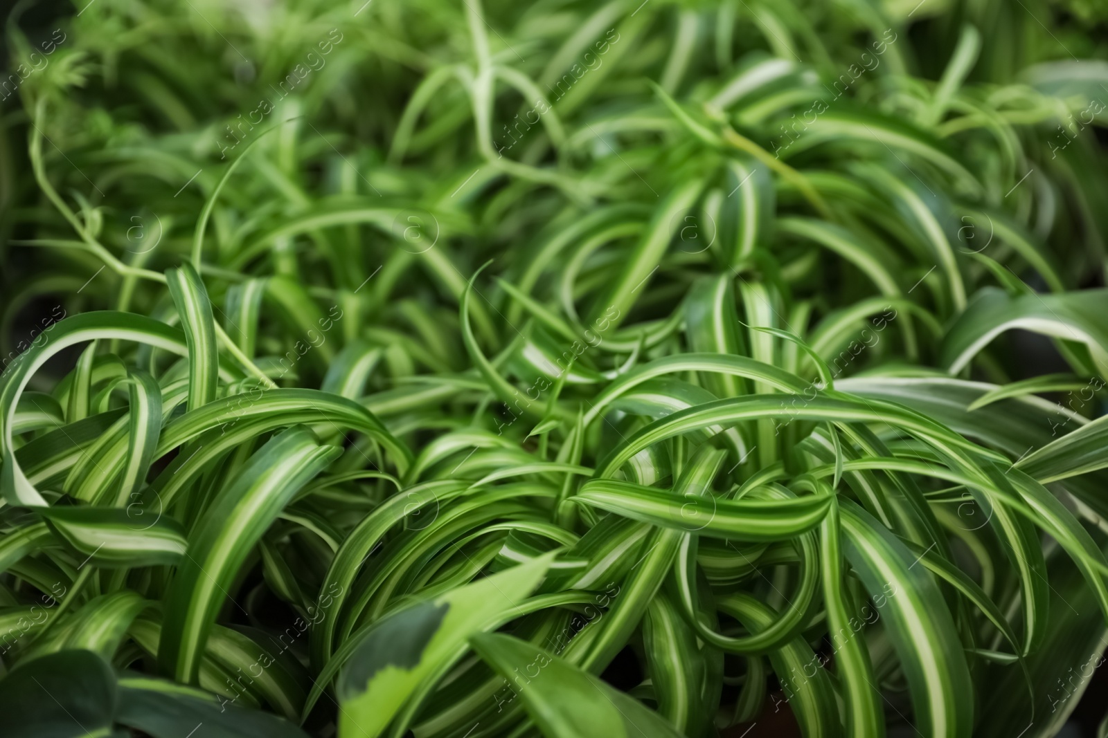 Photo of Beautiful plant with green leaves in floral shop, closeup