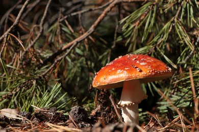 Photo of Fresh wild mushroom growing near spruce tree in forest, closeup. Space for text