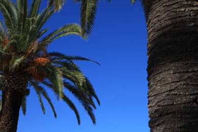 Photo of Beautiful palm trees with green leaves against blue sky