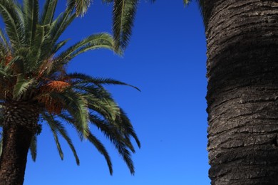 Beautiful palm trees with green leaves against blue sky