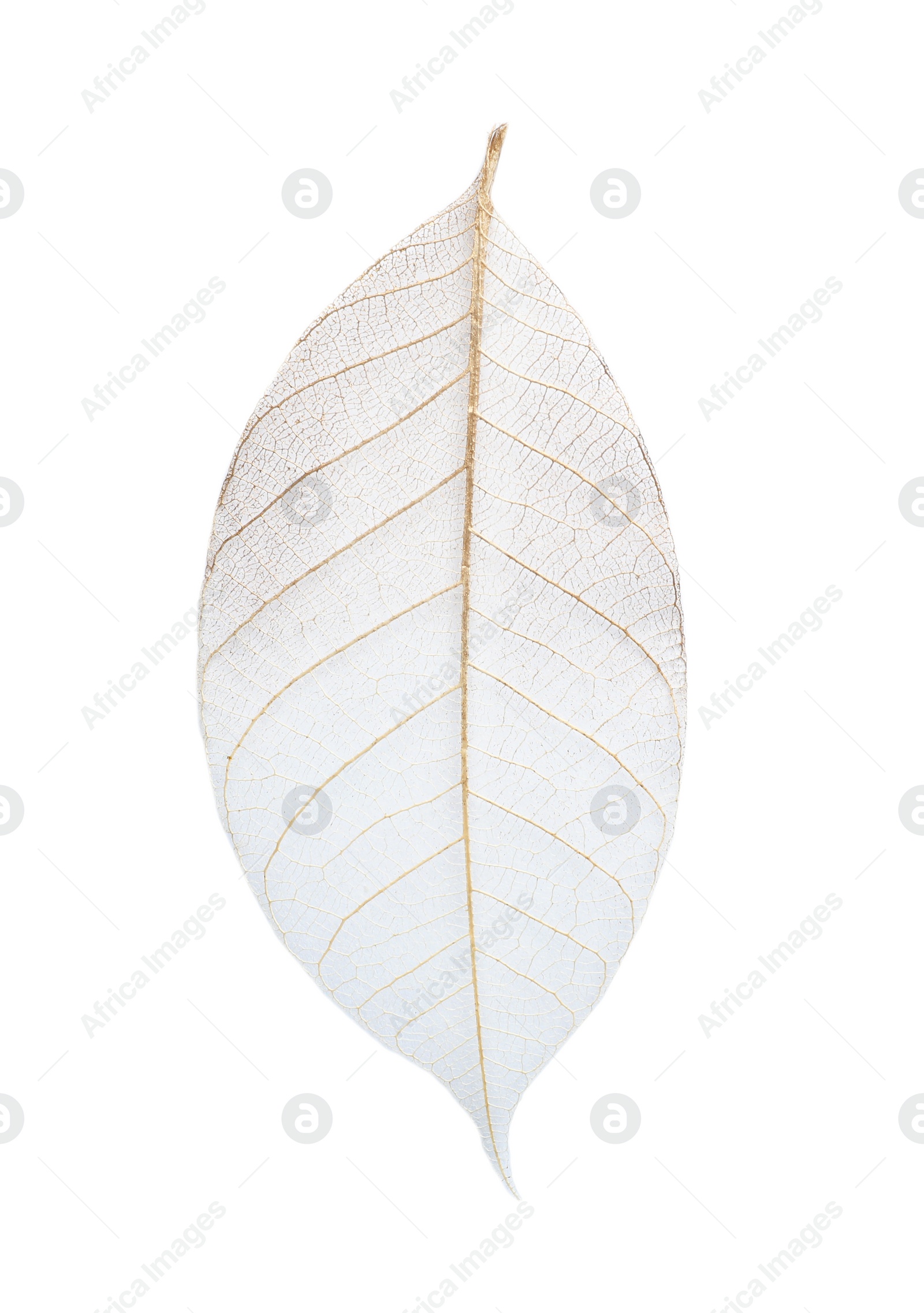 Photo of Beautiful decorative skeleton leaf on white background