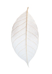 Beautiful decorative skeleton leaf on white background