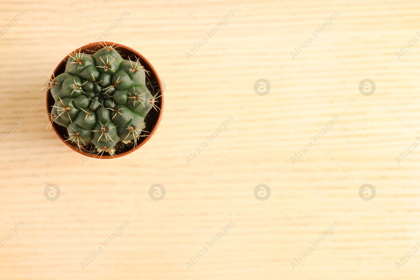 Photo of Beautiful succulent plant in pot on wooden table, top view with space for text. Home decor