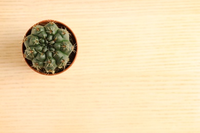 Beautiful succulent plant in pot on wooden table, top view with space for text. Home decor