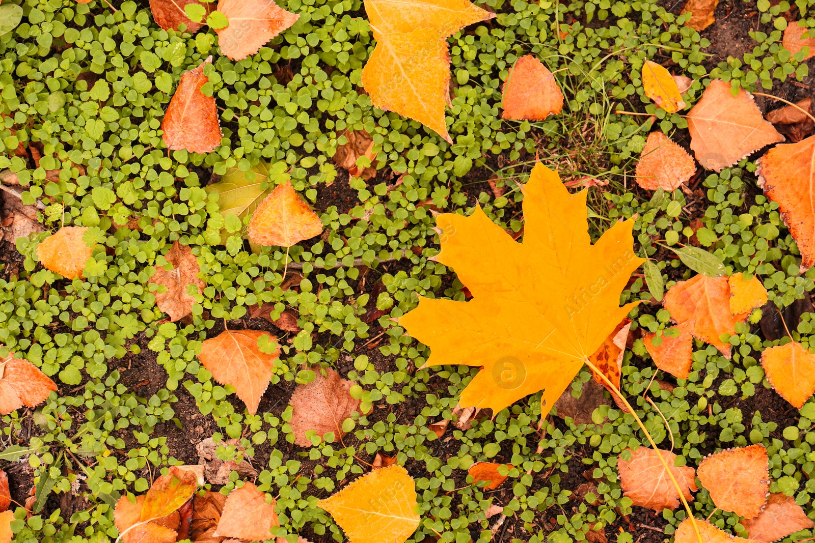 Photo of Colorful autumn leaves on green lawn in park, top view