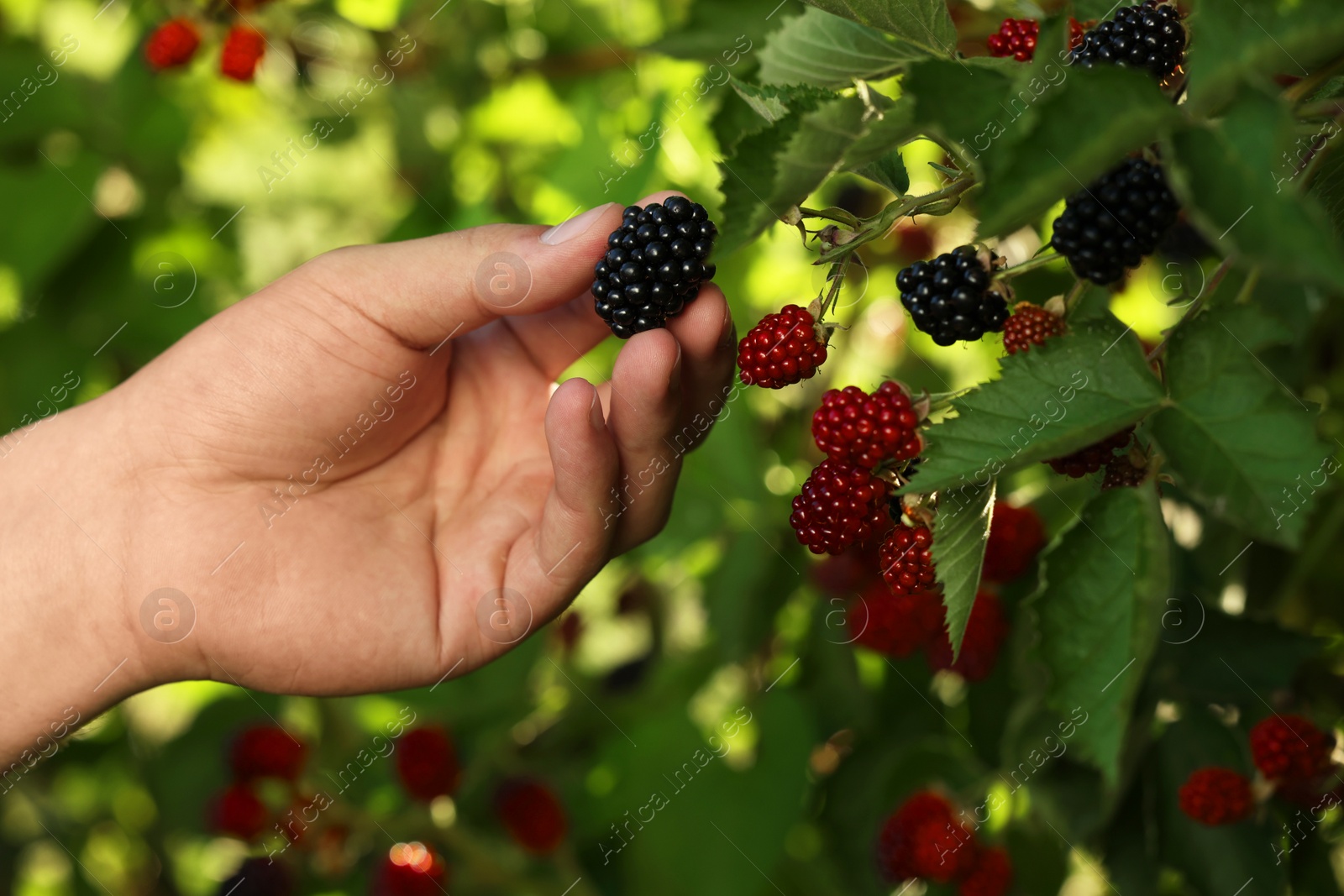 Photo of Woman picking ripe blackberries from bush outdoors, closeup