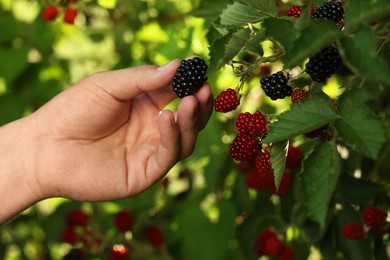 Photo of Woman picking ripe blackberries from bush outdoors, closeup