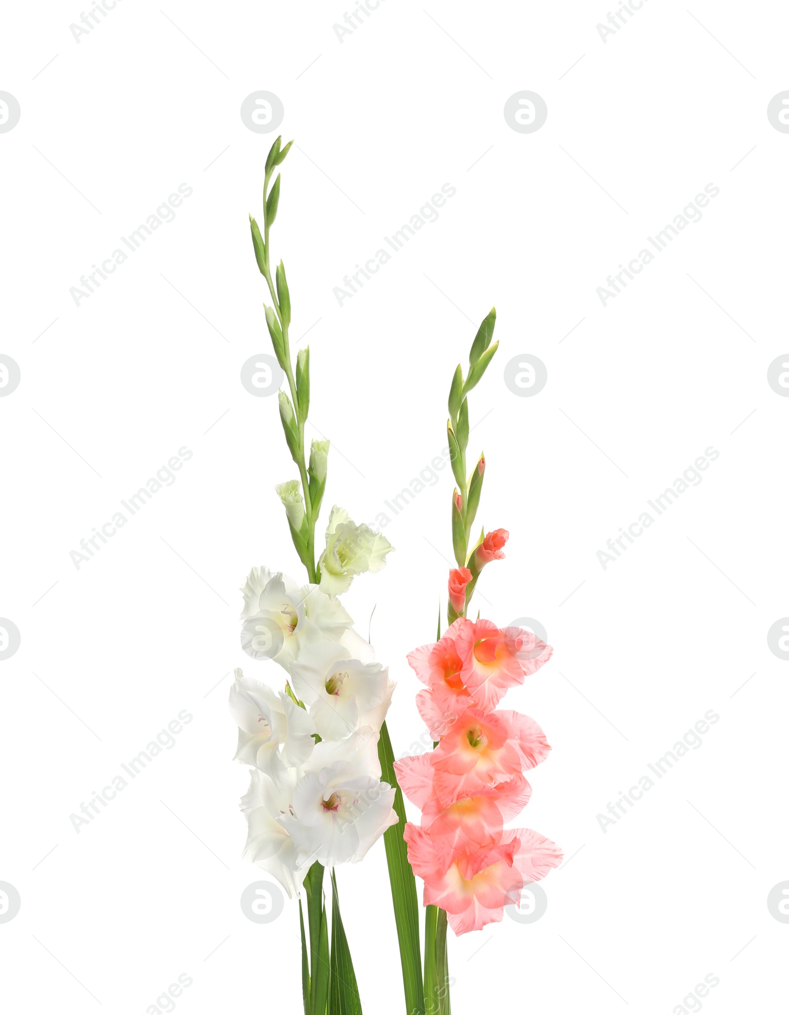 Photo of Beautiful color gladiolus flowers on white background