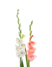 Photo of Beautiful color gladiolus flowers on white background