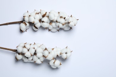Photo of Branches with cotton flowers on white background, top view. Space for text