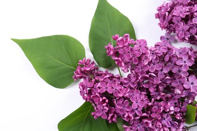 Photo of Beautiful lilac flowers and green leaves on white background, top view