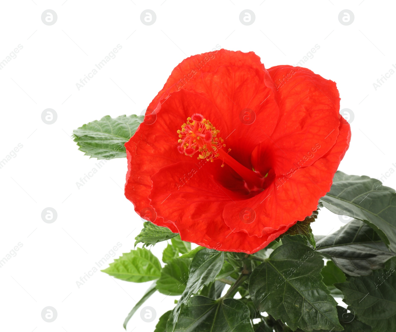 Photo of Beautiful red hibiscus flower and green leaves isolated on white