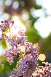 Photo of Closeup view of beautiful blossoming lilac shrub outdoors