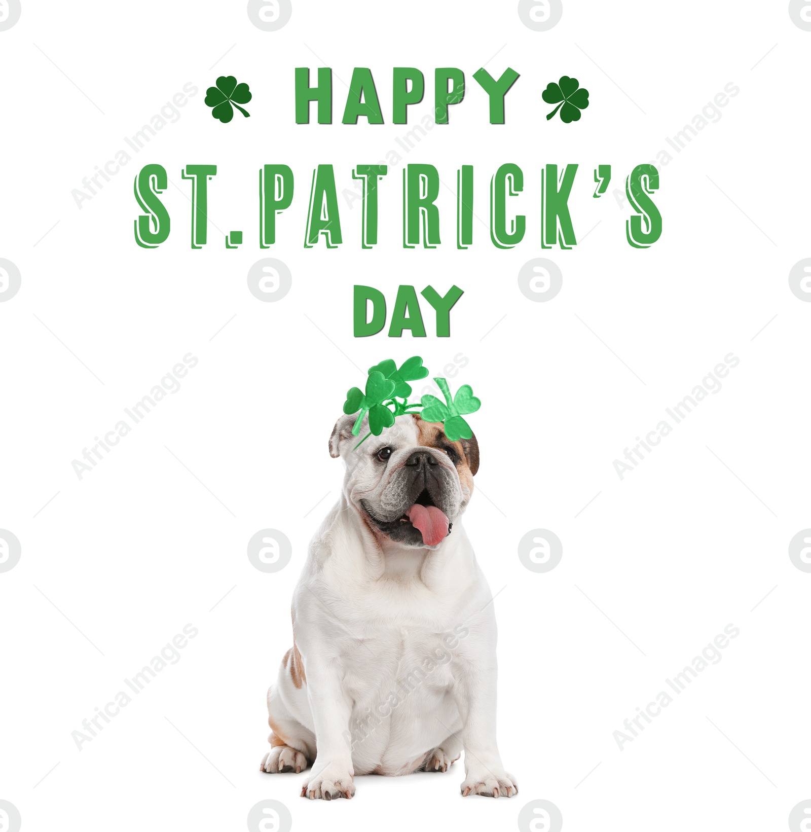 Image of Happy St. Patrick's Day. Cute English bulldog with clover headband on white background 