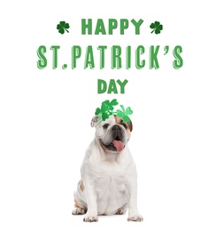Image of Happy St. Patrick's Day. Cute English bulldog with clover headband on white background 