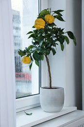 Photo of Potted bergamot tree with ripe fruits on window sill in room