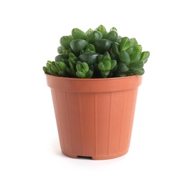 Photo of Succulent plant in flowerpot isolated on white. Home decor