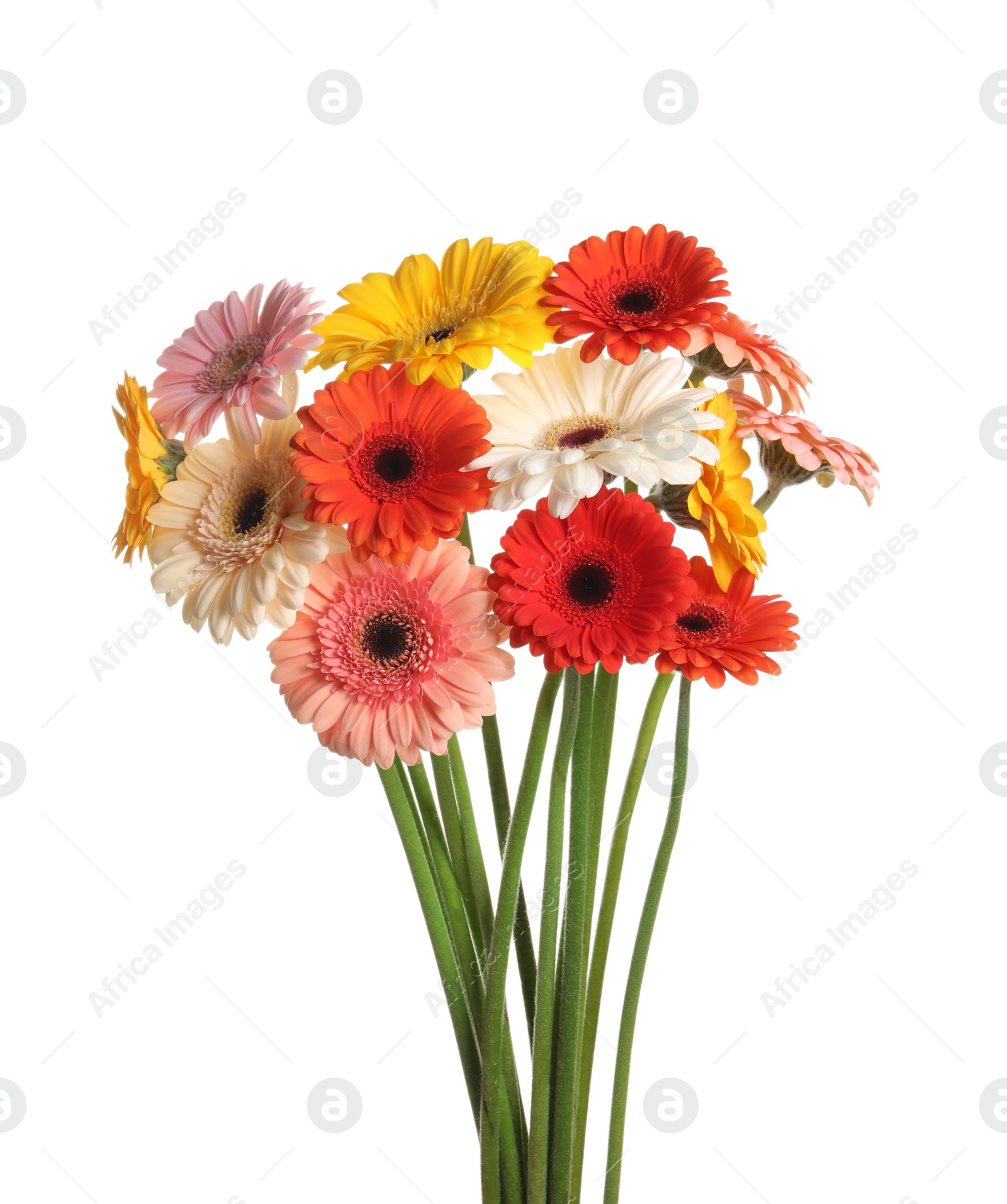 Photo of Bouquet of beautiful colorful gerbera flowers on white background