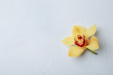 Photo of Beautiful vanilla flower on light background